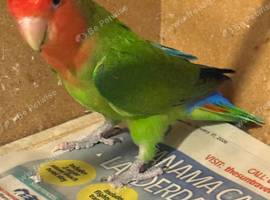 Male lovebird