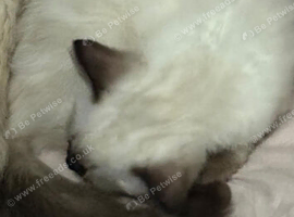 Ragdoll female kitten