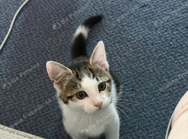 Kitten needing new home