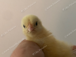 16 x La Bresse Gauloise Purebred chicks available
