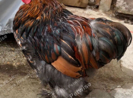 Pekin Cockerel chicken
