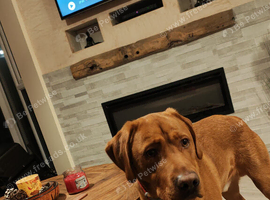 Dog forsale