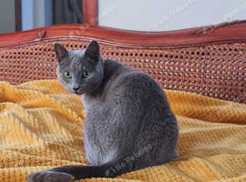Russian Blue female for rehoming