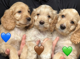 Cockapoo puppies