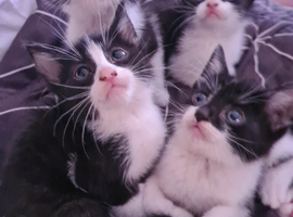 Ready now kittens