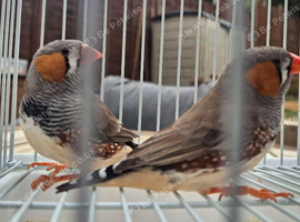 Zebra Finches