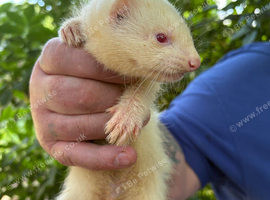 ferrets for sale
