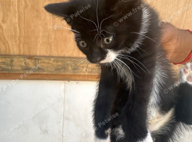 Baby kitten