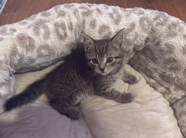 Kittens