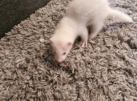 2 litters kits available now