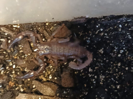 Baby asian forest scorpion