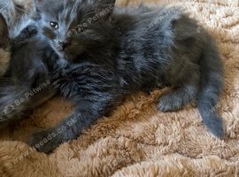Grey boy