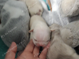 Pups for sale