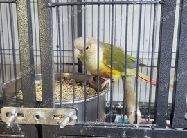 Breeding female