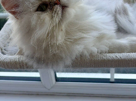 Gorgeous Playful Male Persian Chinchilla - 1.5 Yrs