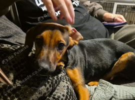 Jack x sausage