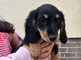 Male Kc reg mini dachshund