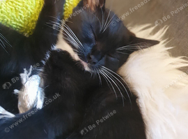 Ragdoll x Scottish shorthair tuxedo female kitten
