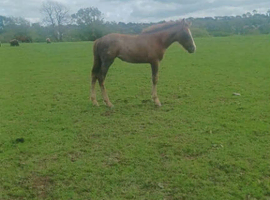 GREY IRISH DRAUGHT FILLY
