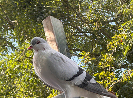 Pigeons