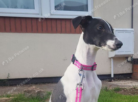 Beautiful whippet looking for home