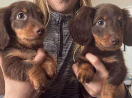 Long hair mini dachshunds