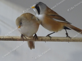 Bearded Reedlings BBC rung from &pound;90 to &pound;150 a pair