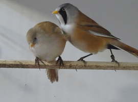 Bearded Reedlings 2025 BBC rung
