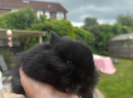 Dwarf Lionhead Bunnies