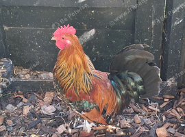 BANTAM PEKIN/MILLEFLEUR Trio