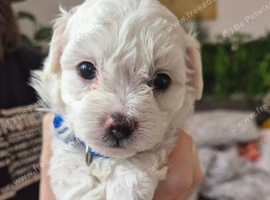 Mini Maltipoo F2 premium, butterfly nose