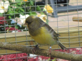 Gloster Canary male