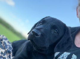 Black Labrador retriever bitch