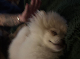 2 male Pomeranian pups reduced