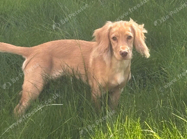 Cocker spaniel for sale