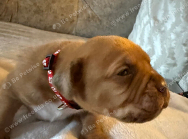 Dogue De Bordeaux in Torbay