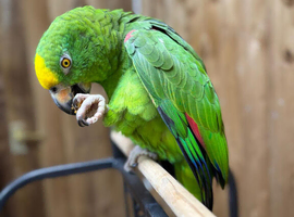 Yellow-crowned Amazon parrot