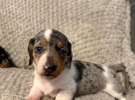 KC Miniature Dachshund Puppies 2 BOYS