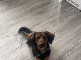 Beautiful Female Dachshund Cross Looking for a Loving Home