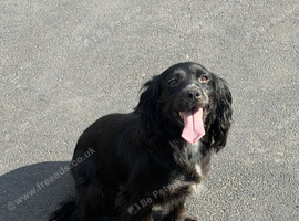 cocker spaniel girl for sale