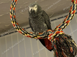 African grey parrot