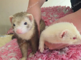 2 x bonded pair with complete set up