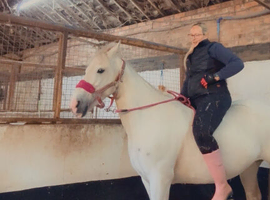 6y old Grey Cob Mare