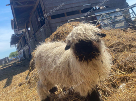 3 valais black nose wethers