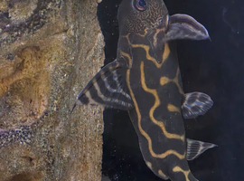 Synodontis catfish