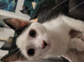 I have a 3-month-old male cat for sale