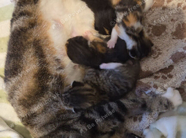 Black and white boy kitten had injections and is microchipped