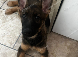 German shepherd x Dutch herder bitch puppy