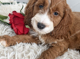 Beautiful Cockapoo puppies looking for loving homes! ️