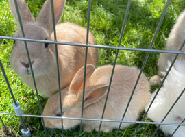 Bunnies